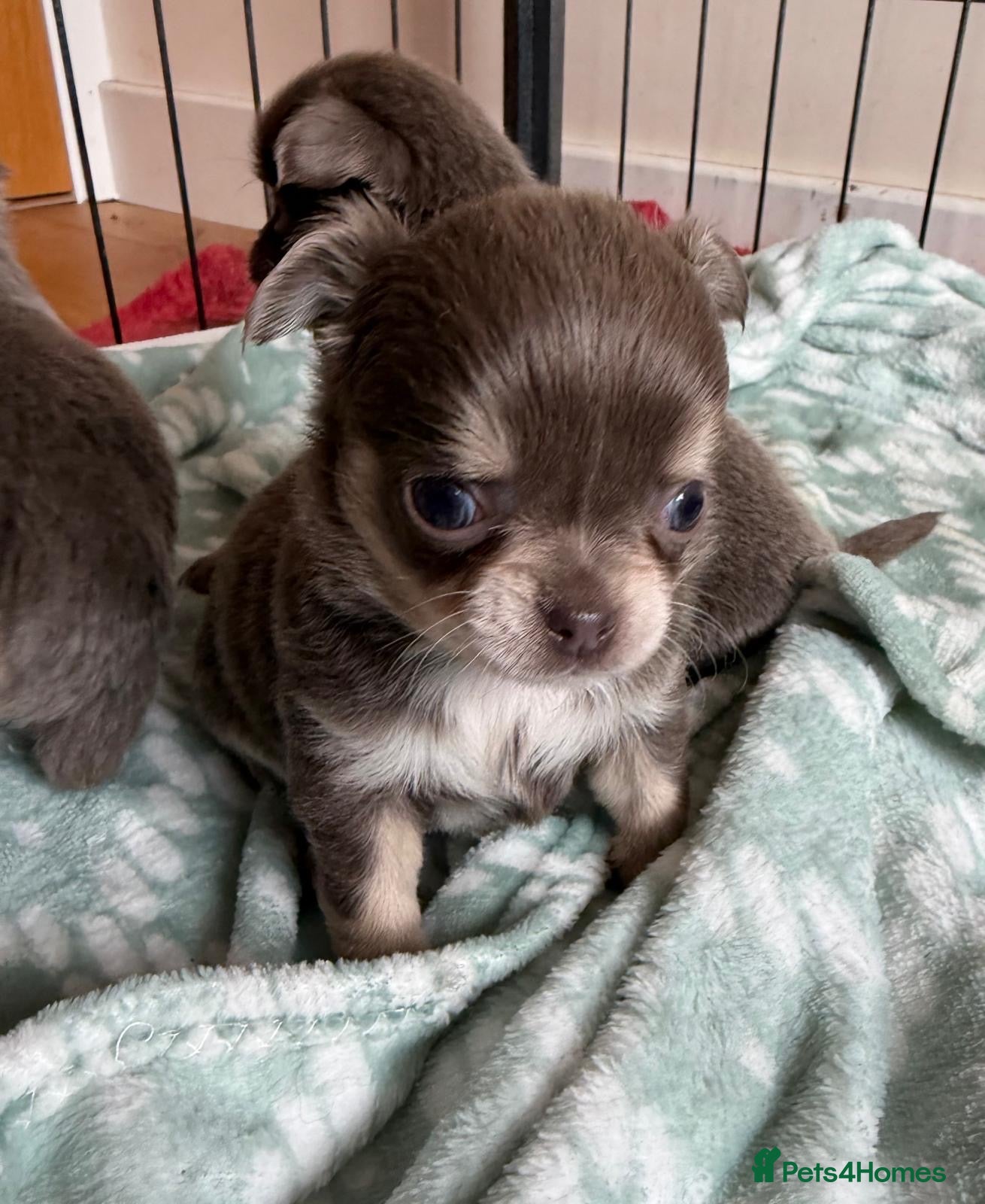 Chihuahua dogs for sale: Gorgeous lilac long coat girls and boys - Advert 14