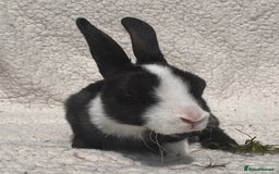 Rex rabbits for sale: STUNNING VIENNA MINI REX BABIES - Image 6