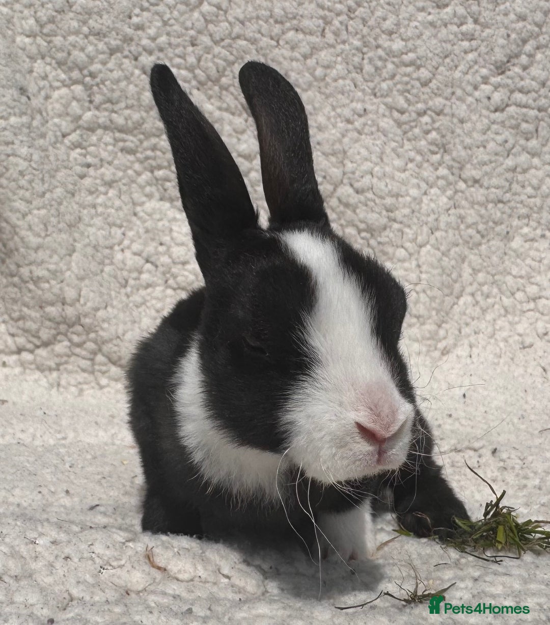 Rex rabbits for sale: STUNNING VIENNA MINI REX BABIES - Image 6