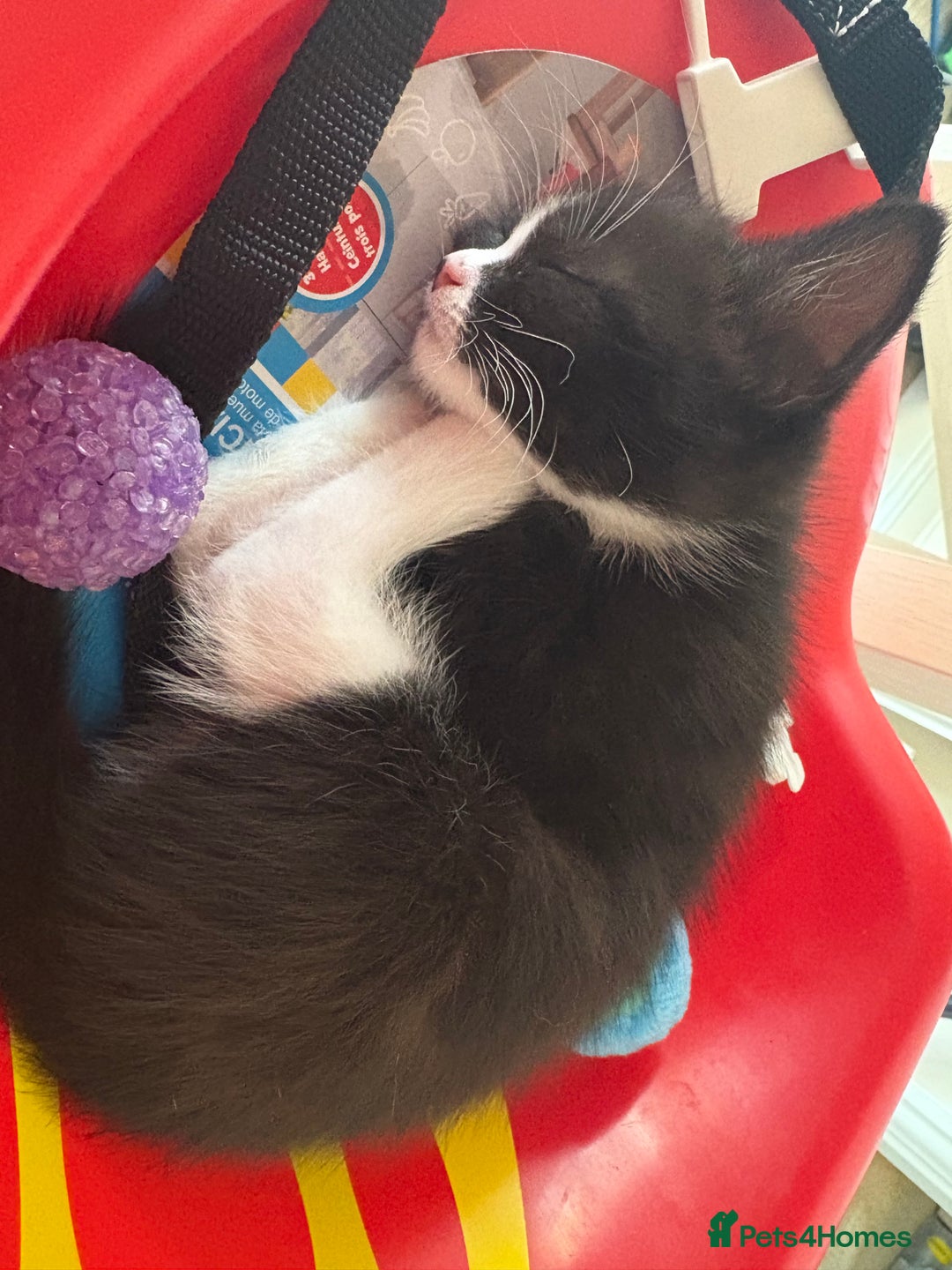 Domestic Shorthair cats for sale: Black and white kittens for sale  - Image 7