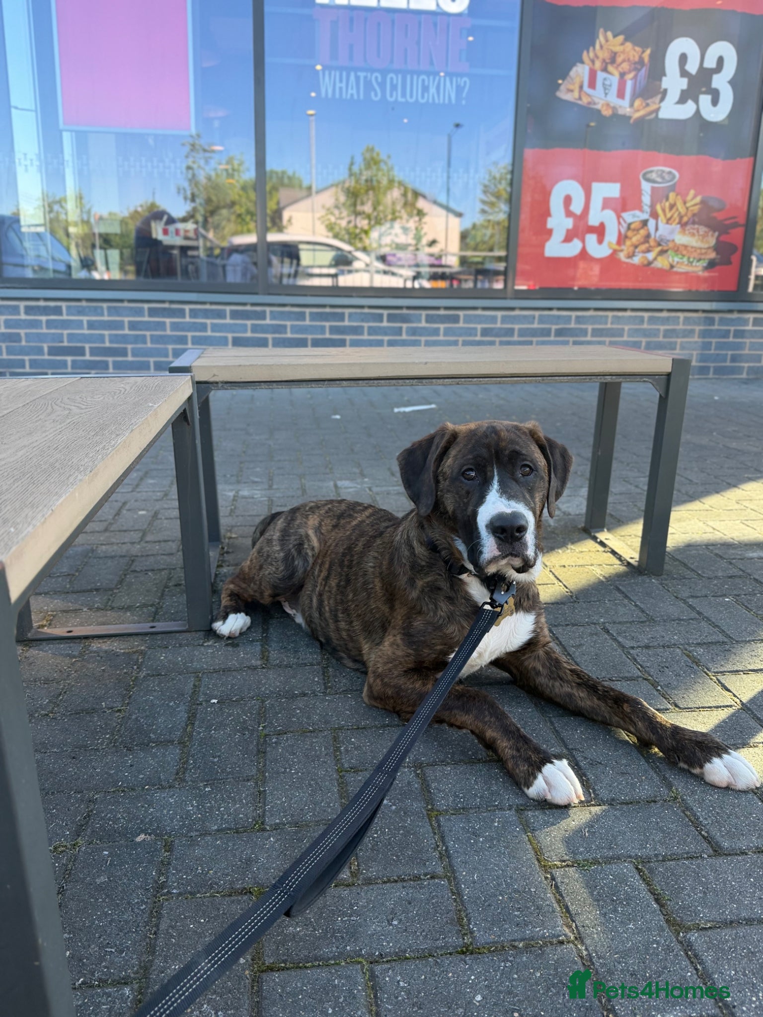 Mixed Breed dogs cane corso x labrador  - Advert 5