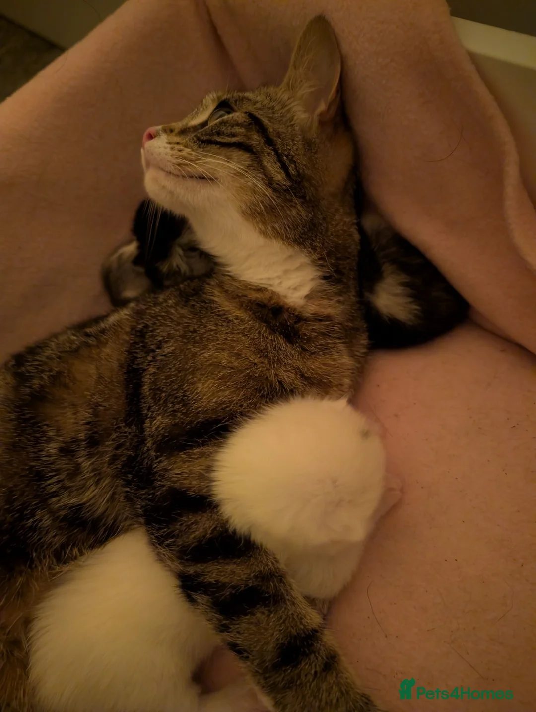 Mixed Breed cats for sale: Kitten - last girl  in Telford - Advert 4