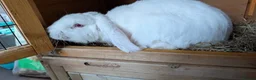 Mixed Breed rabbits for sale: Rabbit & Set up in Northampton - Advert 2
