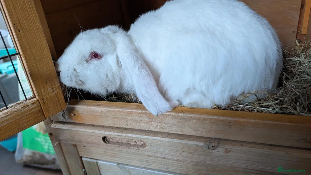 Mixed Breed rabbits for sale: Rabbit & Set up in Northampton - Advert 2
