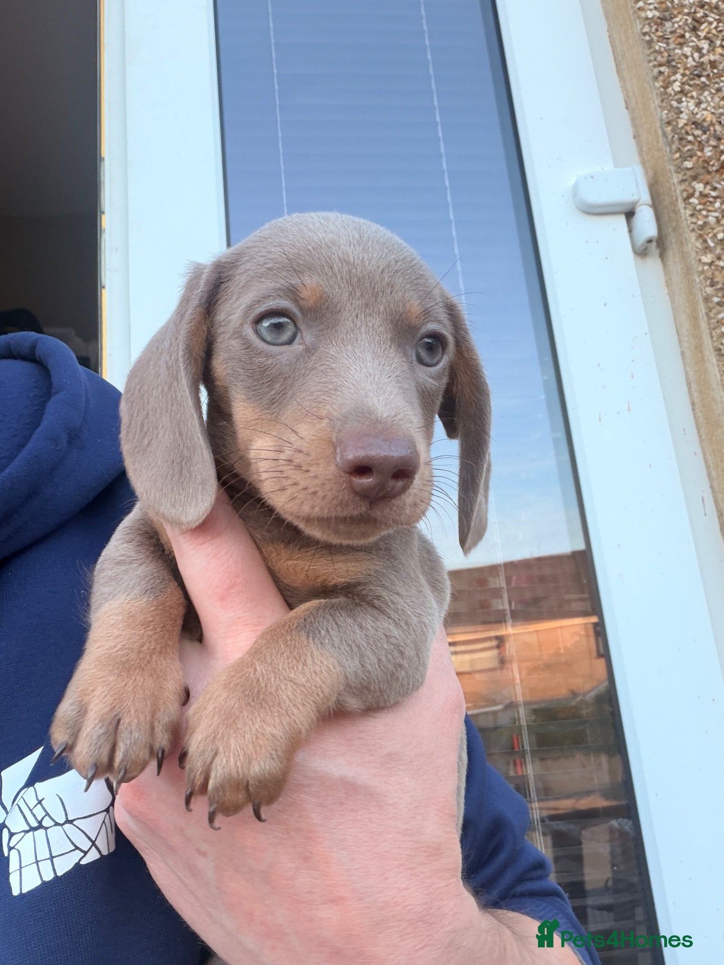 Miniature Dachshund dogs LAST 1! Beautiful Miniature Dachshund puppies.  - Advert 19
