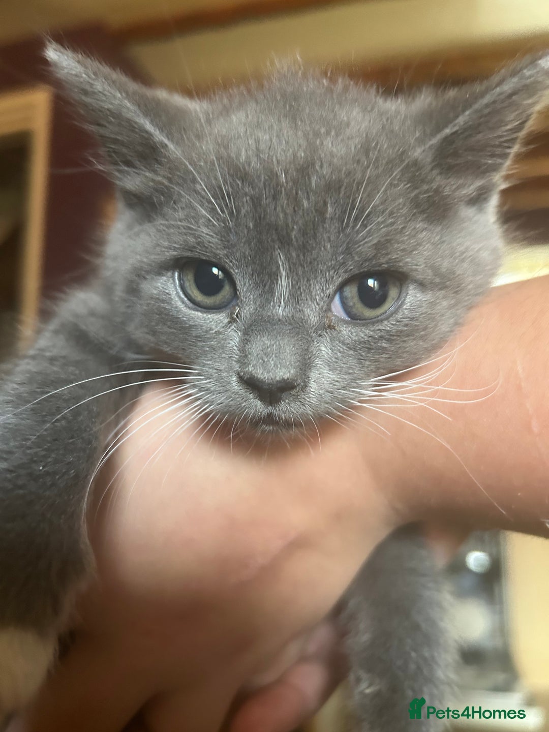 Mixed Breed cats for sale: Blue male with white socks  - Image 9