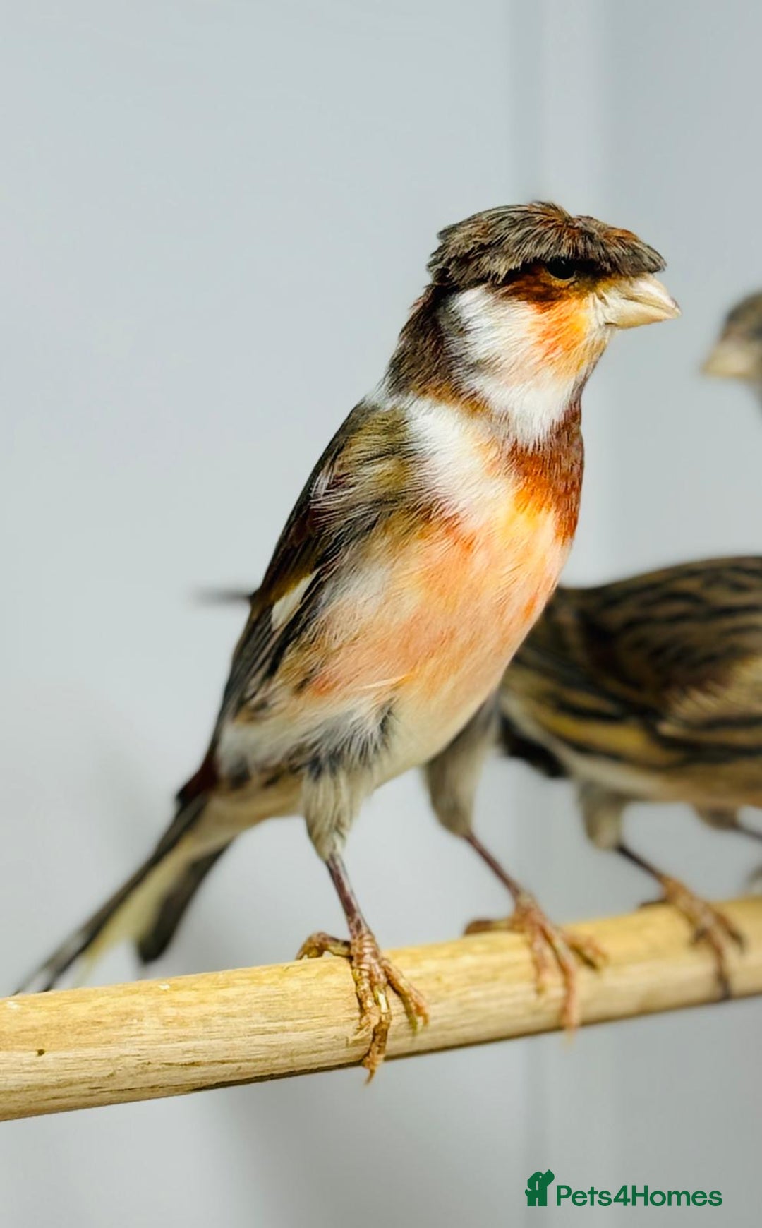 Canaries birds for sale: Harlequin canaries  - Advert 6