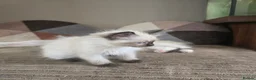 Ragdoll cats for sale: Ragdoll kittens ready now in Blackwood - Advert 7