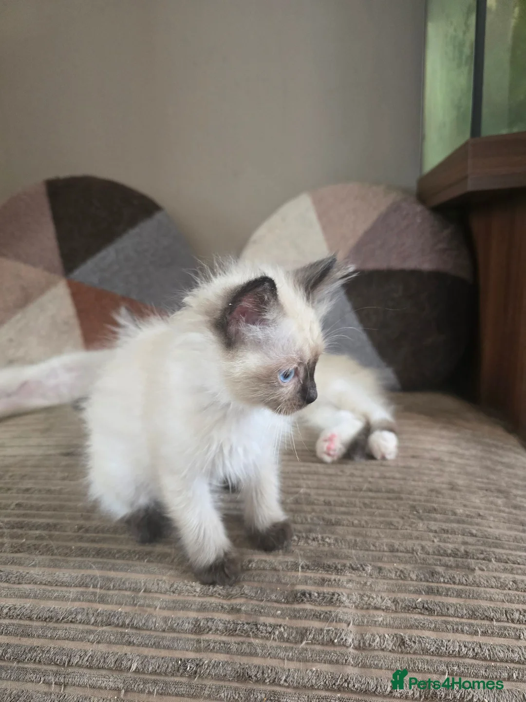 Ragdoll cats for sale: Ragdoll kittens ready now in Blackwood - Advert 7