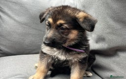 German Shepherd dogs for sale: *READY NOW!!* KC DNA BVA German Shepherds - Image 10
