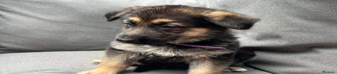 Purple collar German Shepherd Puppy 7