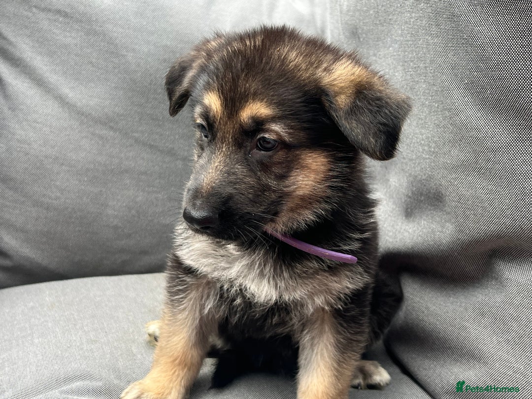 German Shepherd dogs for sale: *READY NOW!!* KC DNA BVA German Shepherds - Image 10
