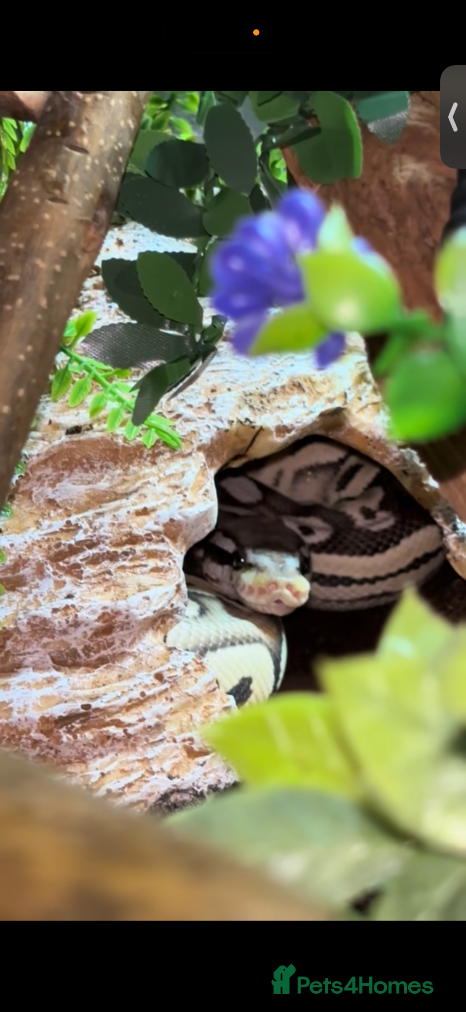Snake reptiles Ball python  - Advert 1