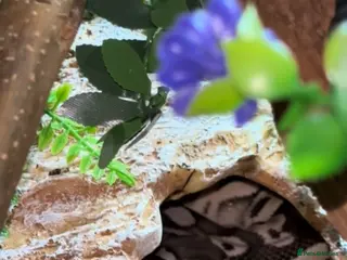 Snake reptiles Ball python - Advert 1