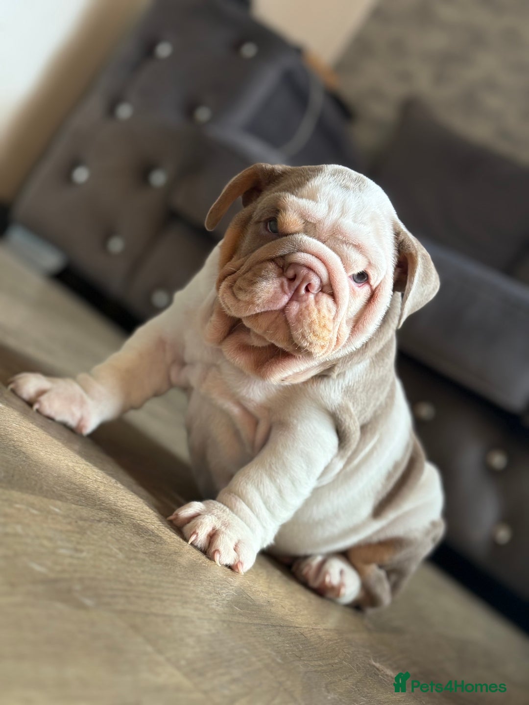 English Bulldog dogs for sale: 1mr muscle girl left reduced £2000 kc 9week old - Image 17