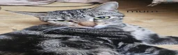 Mixed Breed cats for sale: 8 Kittens for sale  - Advert 1