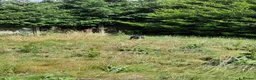 Border Collie dogs for sale: 4 adorable puppies for sale - Advert 4