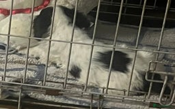 Mixed Breed dogs for sale: Golden Cocker - Image 5