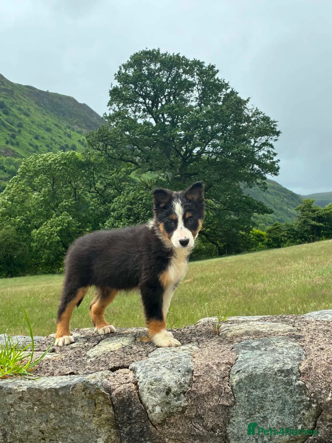 Border Collie dogs for sale: Border collie puppy - Advert 2