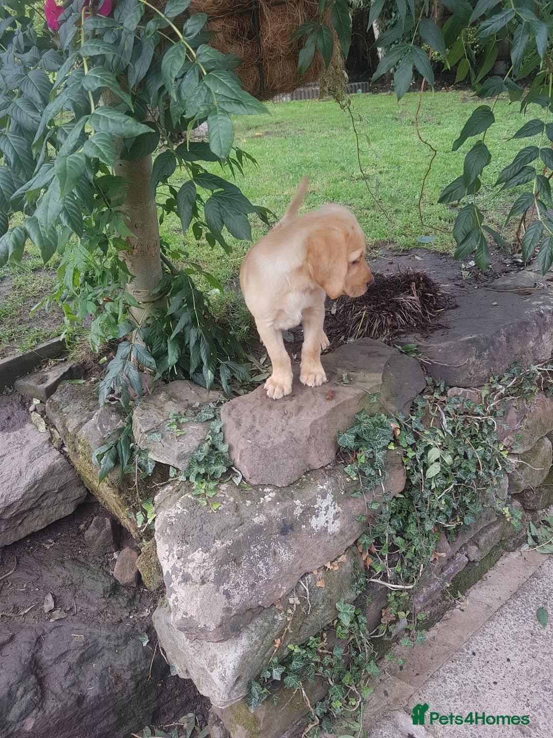 Labrador Retriever dogs for sale: KC Registered Labrador puppies  - Image 11