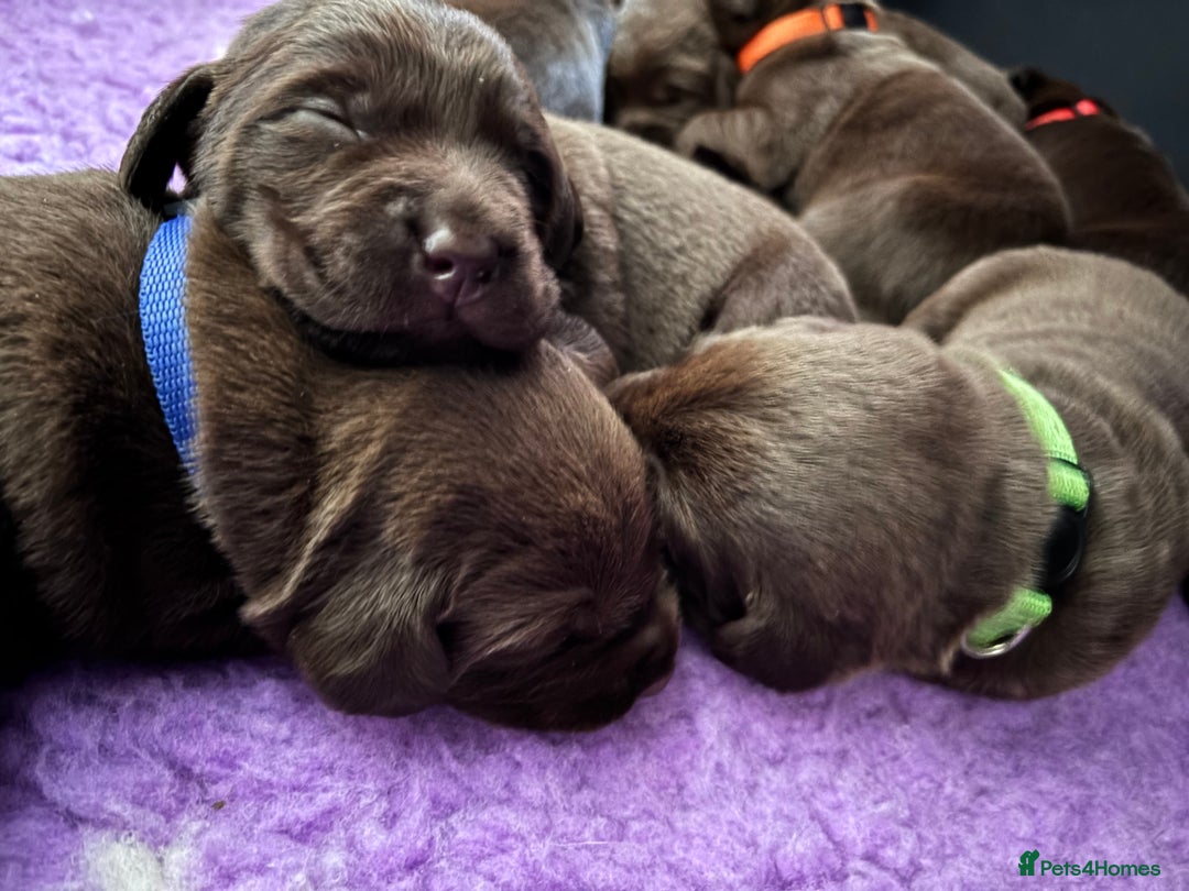 Labrador Retriever dogs for sale: Chocolate Labrador Puppies - Image 4