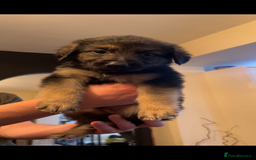 Mixed Breed dogs for sale: German shepherd/golden retriever  in Swadlincote - Image 22