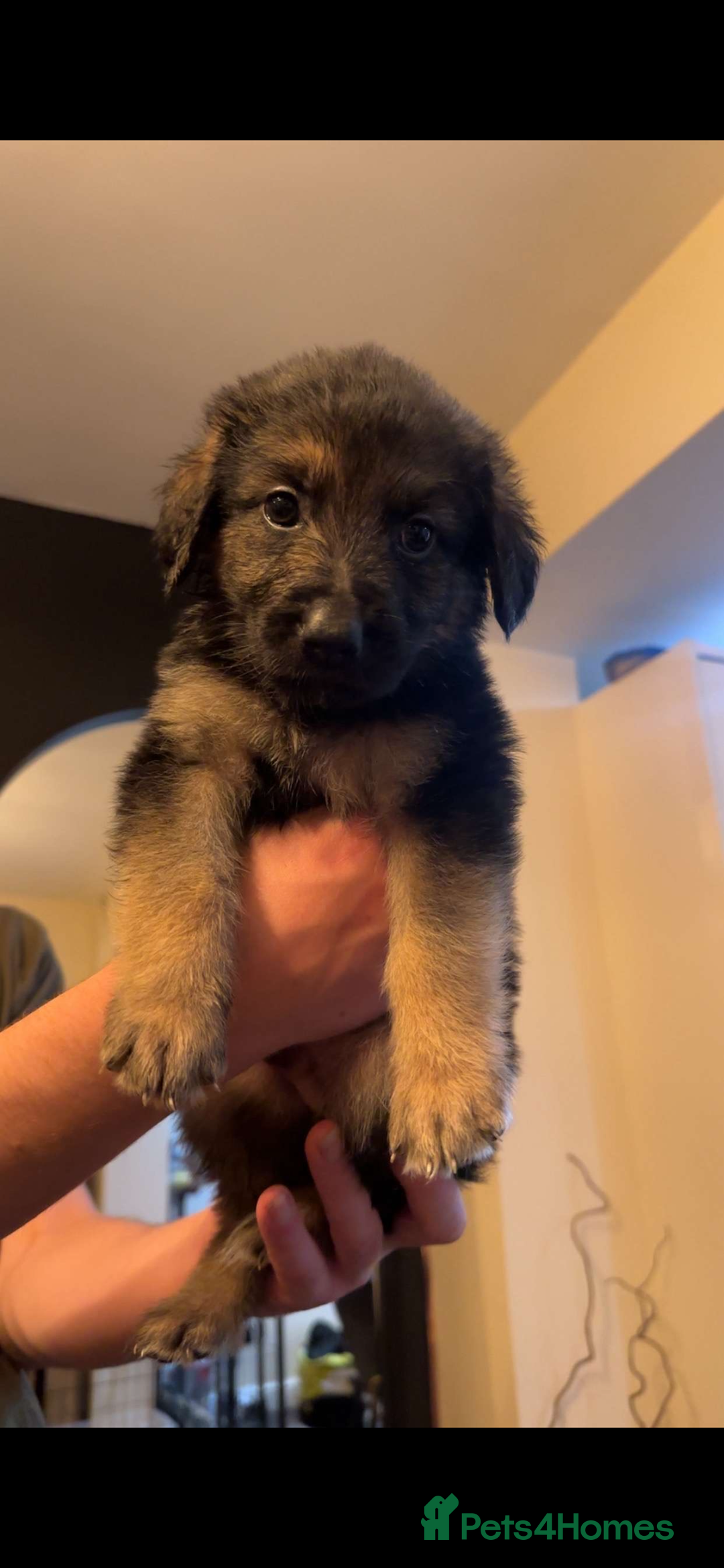 Mixed Breed dogs for sale: German shepherd/golden retriever  in Swadlincote - Image 22