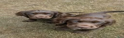 Sprocker dogs for sale: Beautiful F1B Sprocker Puppies  in Welshpool - Advert 6