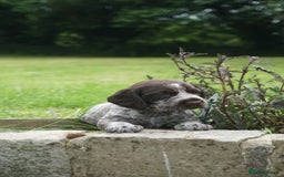 Mixed Breed dogs for sale: GSP X Springer pups (3 left) Northern Ireland  - Image 13