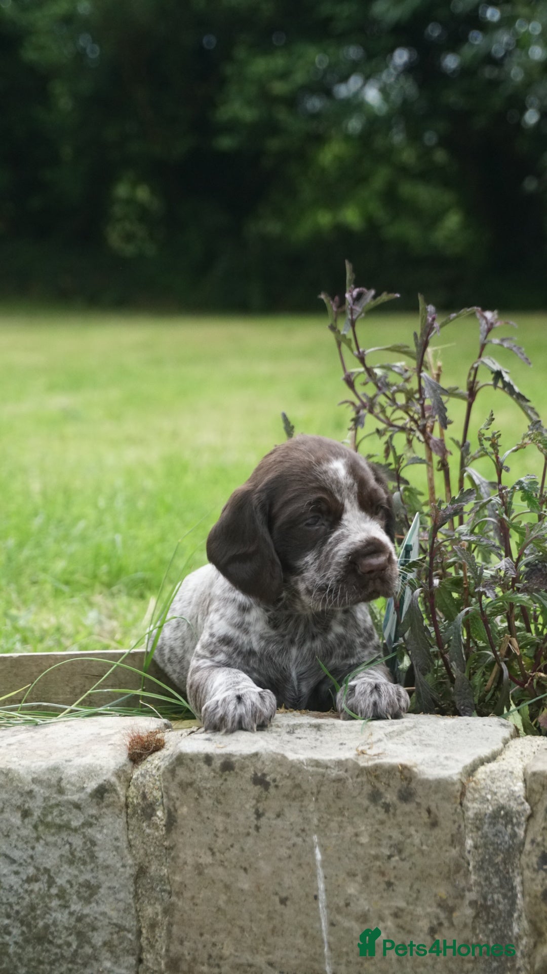 Mixed Breed dogs for sale: GSP X Springer pups (3 left) Northern Ireland  - Image 13