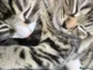 Mixed Breed cats - Advert 5