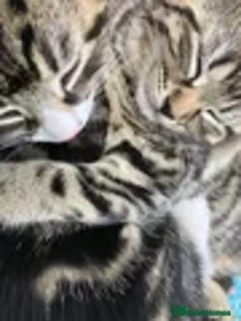 Mixed Breed cats - Advert 14