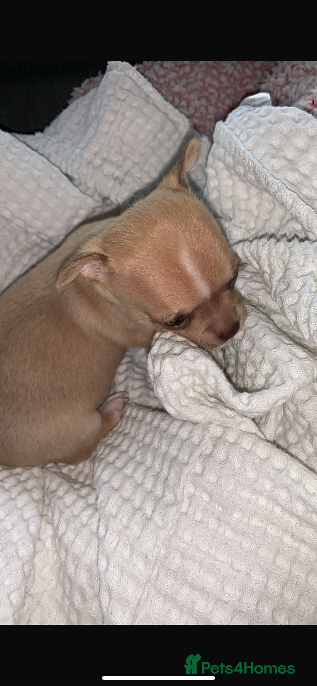 Chihuahua dogs for sale: 💛 Beautiful Chihuahua Pups – Ready 2nd Jan 26 💛 - Advert 10