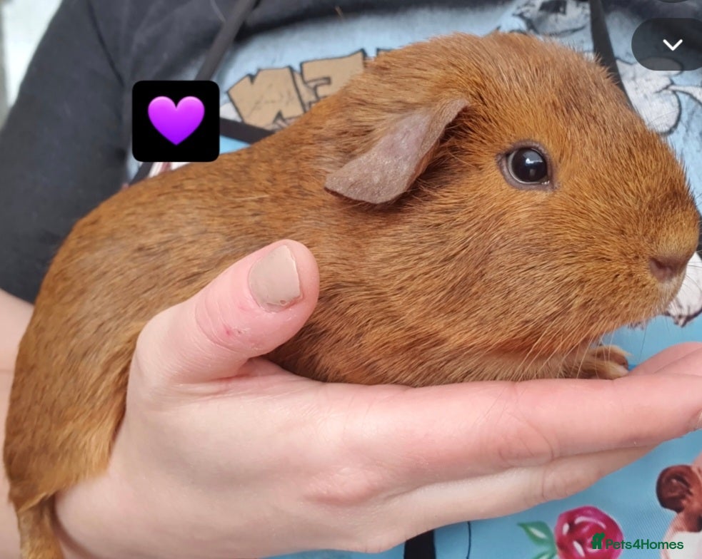 Guinea Pig rodents Beautiful guinea pigs  - Advert 2