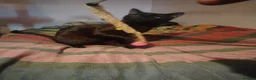 Domestic Shorthair cats for sale: Panther loves attention  in Bilston - Advert 1