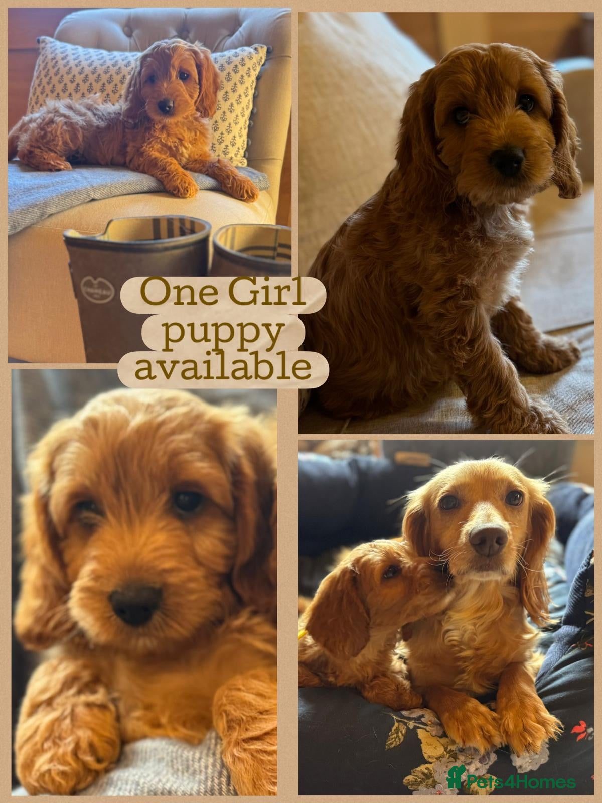 Cockapoo dogs Ready to Go F1 Cockapoos Puppies - Advert 4