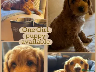 Cockapoo dogs Ready to Go F1 Cockapoos Puppies - Advert 4