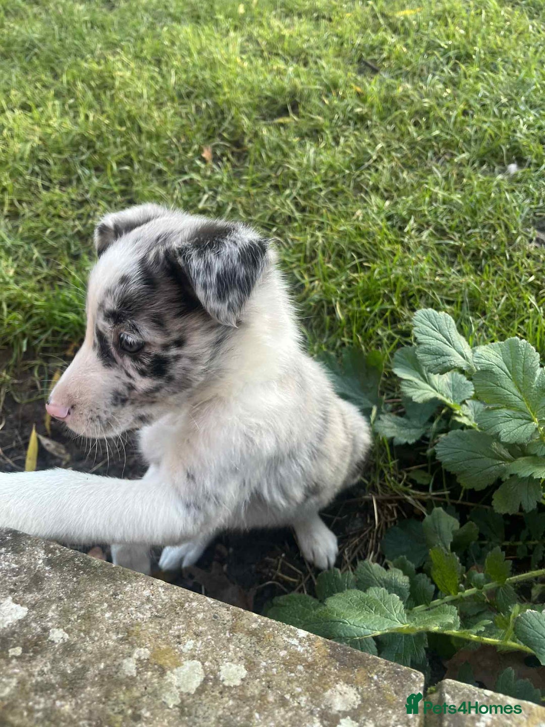 Border Collie dogs for sale: Border collie puppy’s blue merle - Advert 3