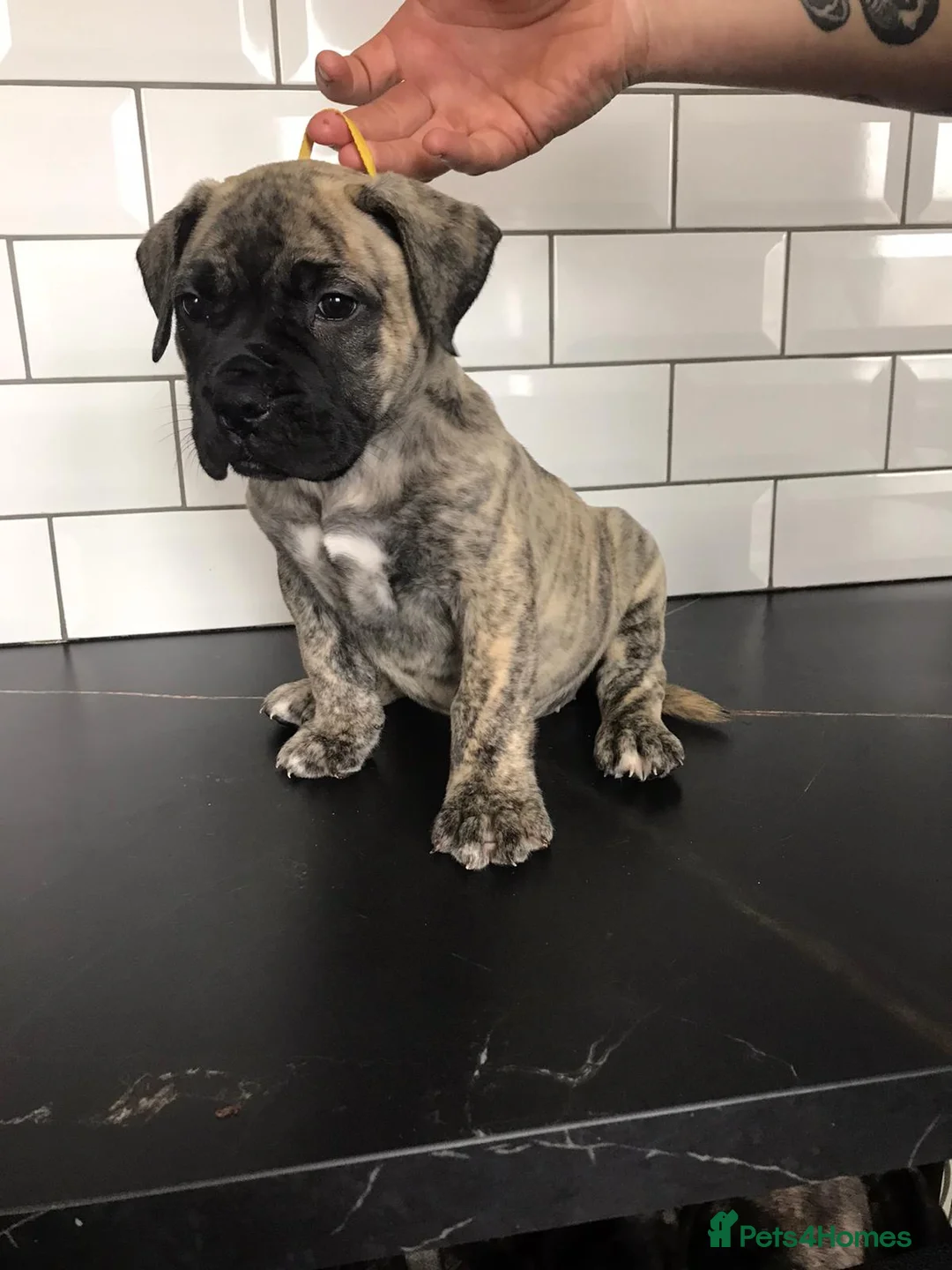 Presa Canario dogs for sale: Ground breaking presa puppies - Advert 4