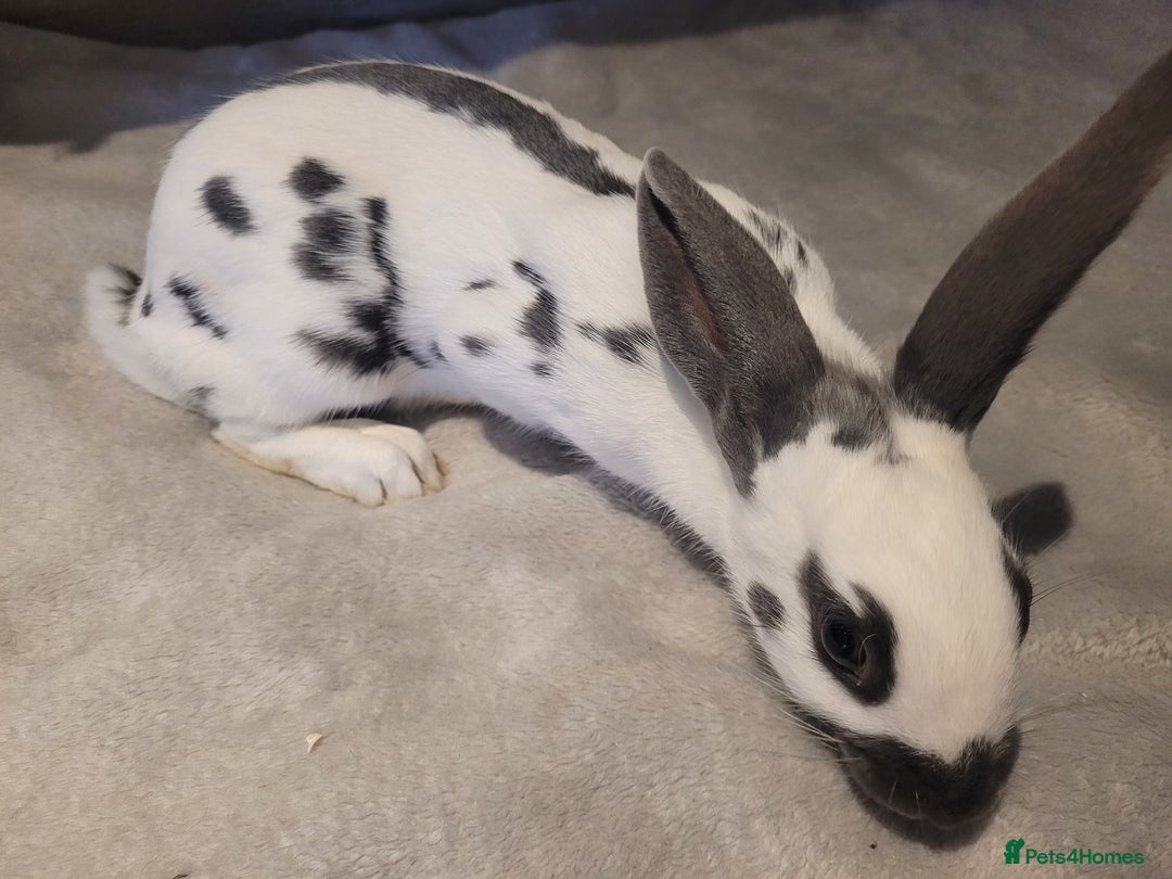 English Spot rabbits for sale: Baby English spot - Image 4