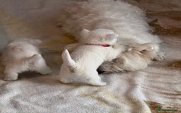 West Highland Terrier dogs for sale: KC West Highland Terrier - Image 21