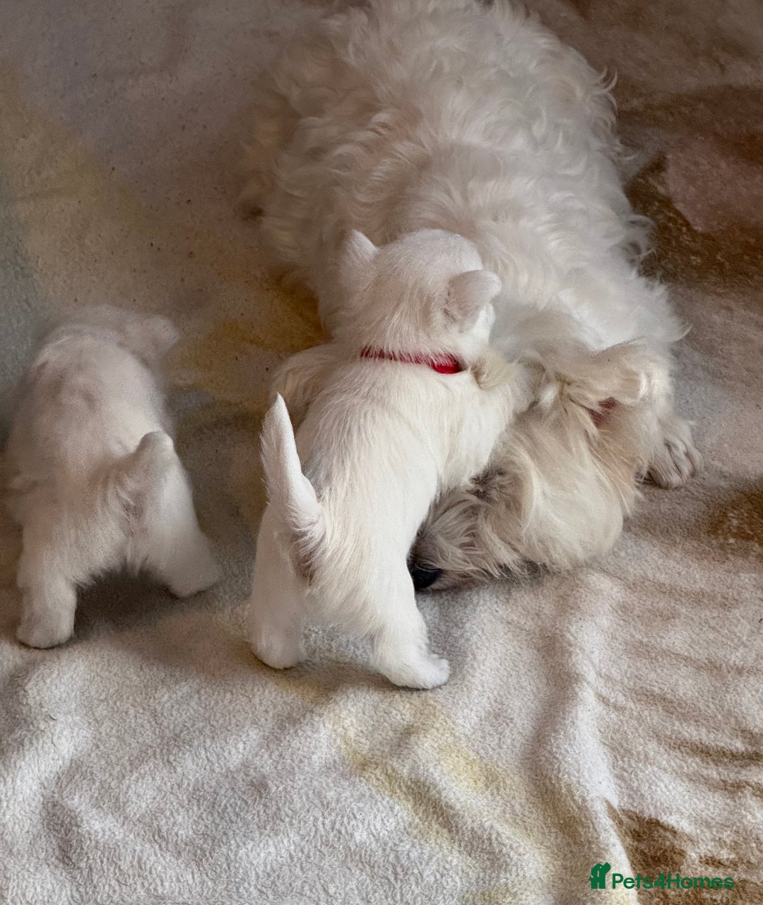 West Highland Terrier dogs for sale: KC West Highland Terrier - Image 21