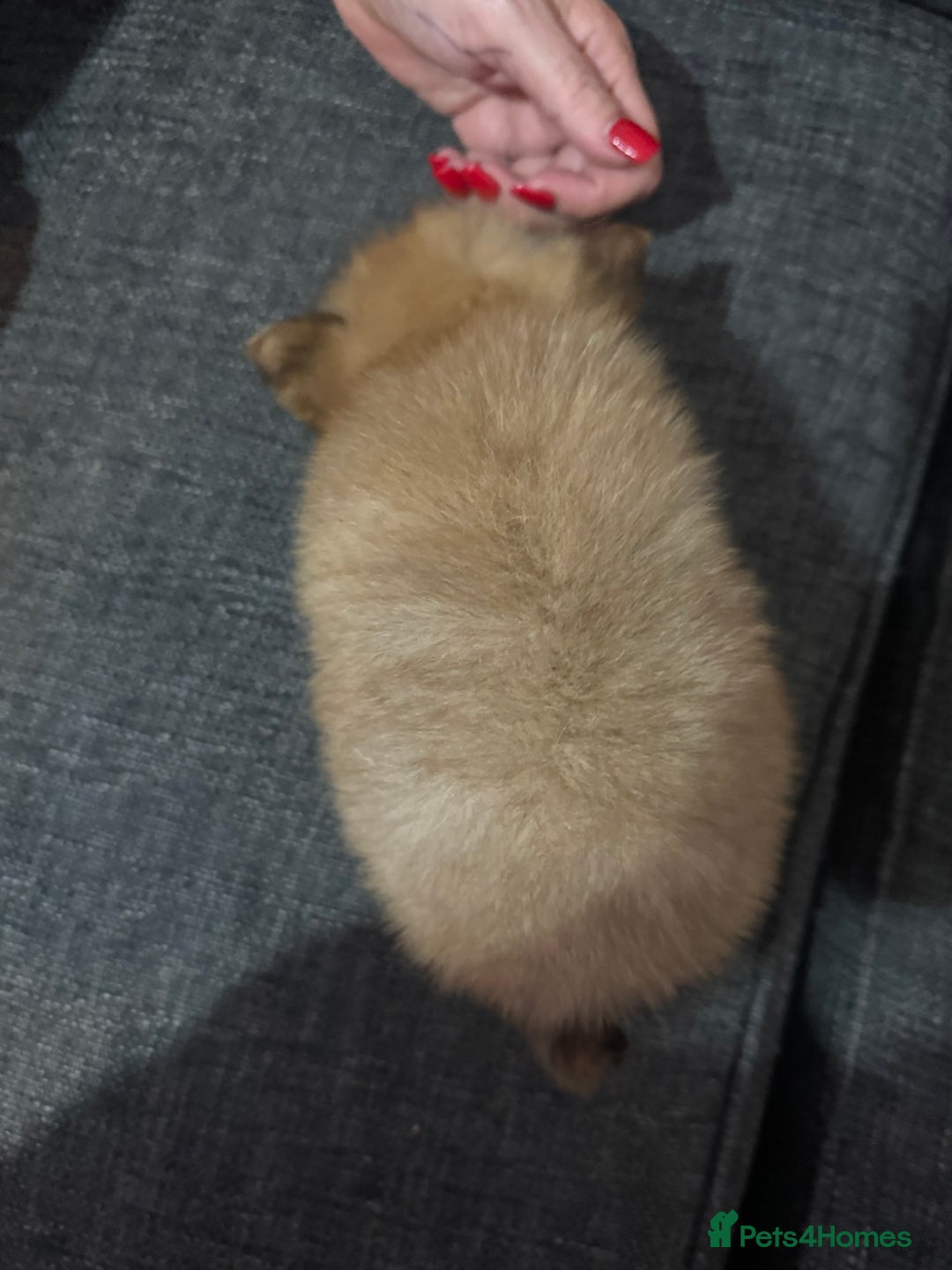 Pomchi dogs for sale: Pomeranian puppy’s  - Advert 13