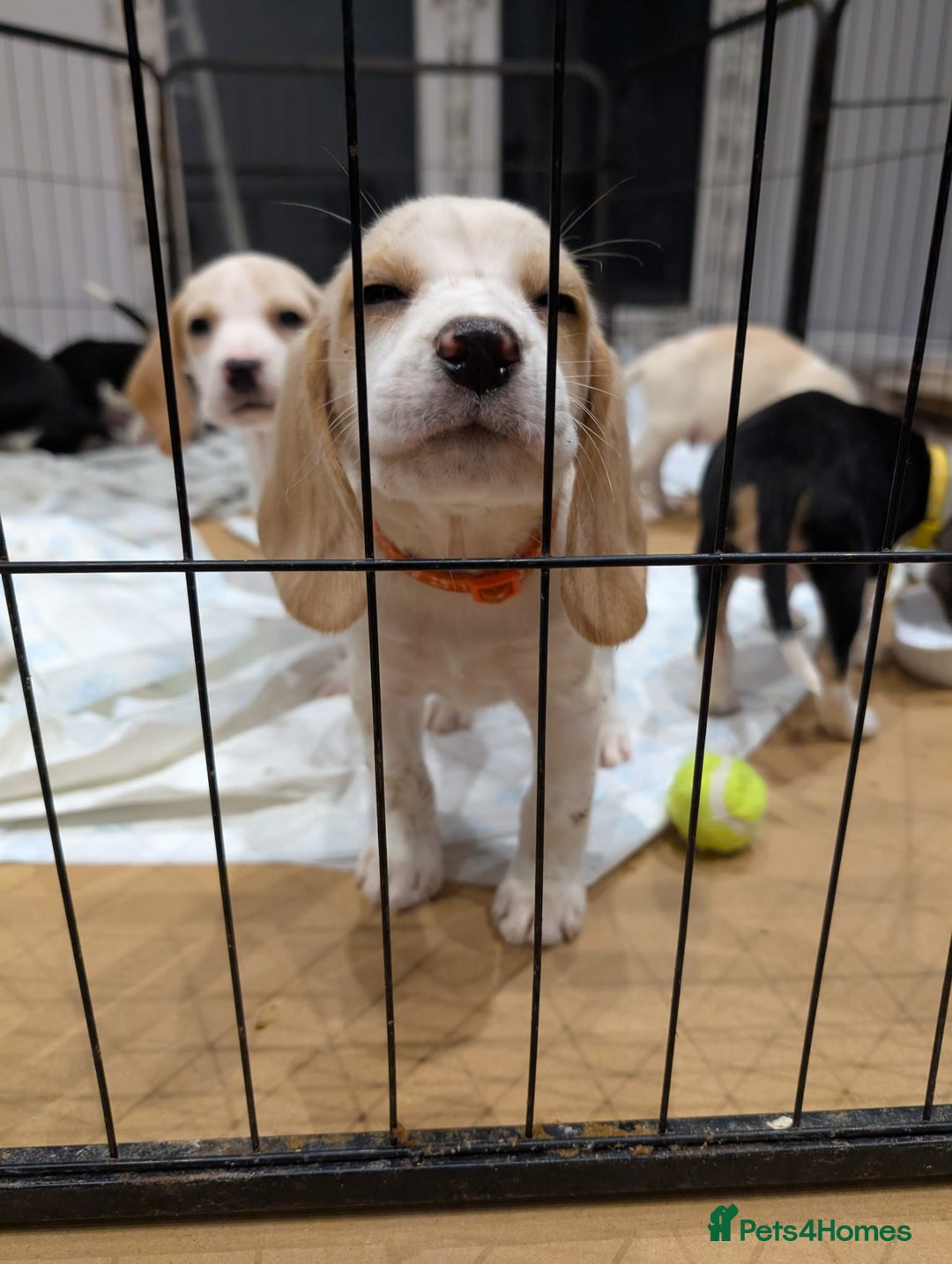 Beagle dogs for sale: 4 Gorgeous Beagles left! Ready to go - Advert 1