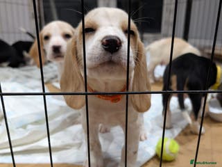 Beagle dogs 4 Gorgeous Beagles left! Ready to go - Advert 4