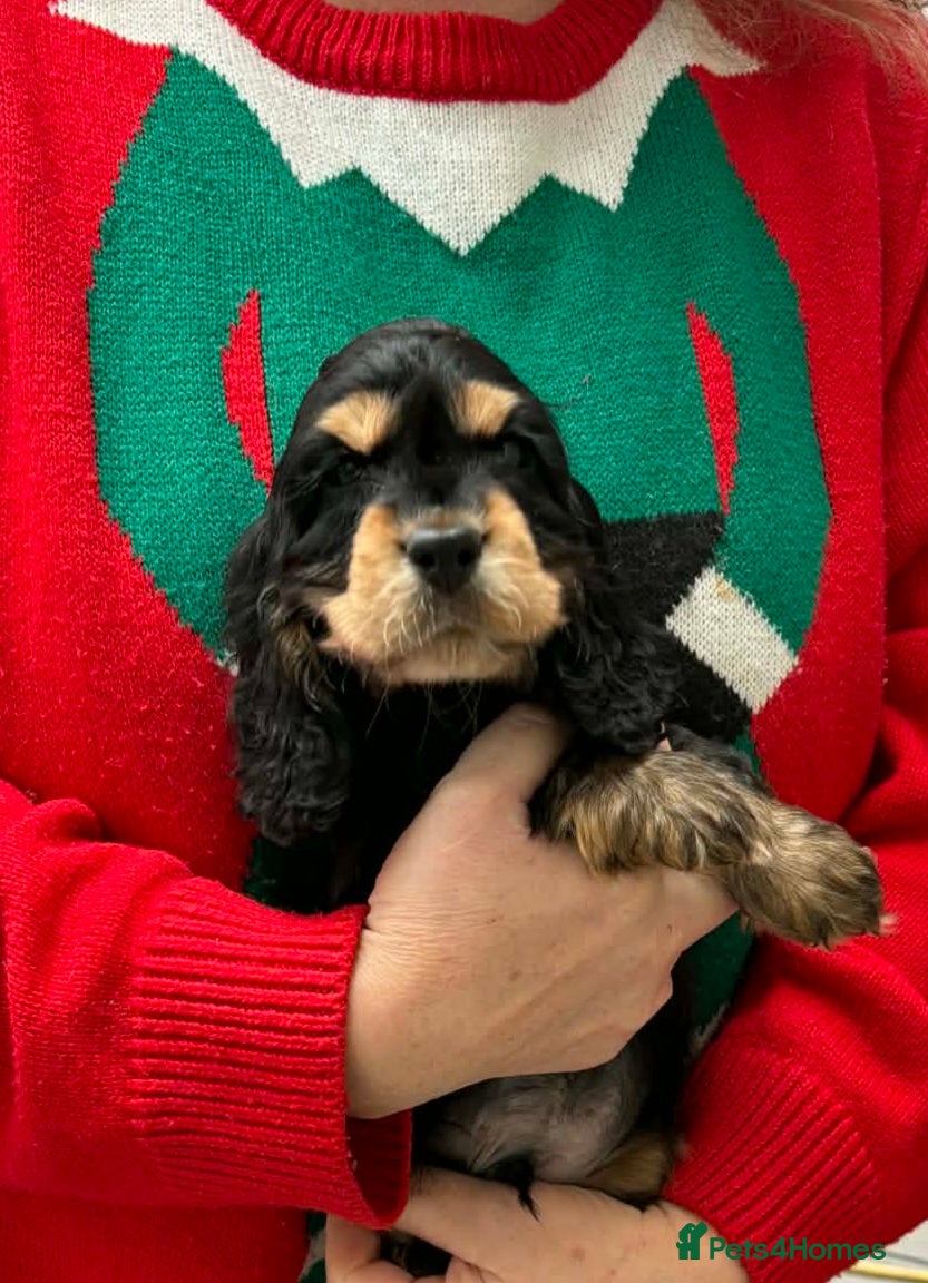 Cocker Spaniel dogs Last MALE available Stunning KC Show Cocker Puppy - Advert 3