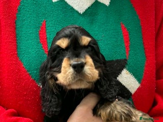 Cocker Spaniel dogs Last MALE available Stunning KC Show Cocker Puppy - Advert 3