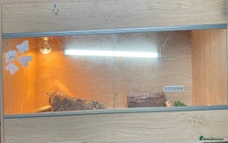 Bearded Dragon reptiles for sale: Bearded dragon and full set up - Image 6