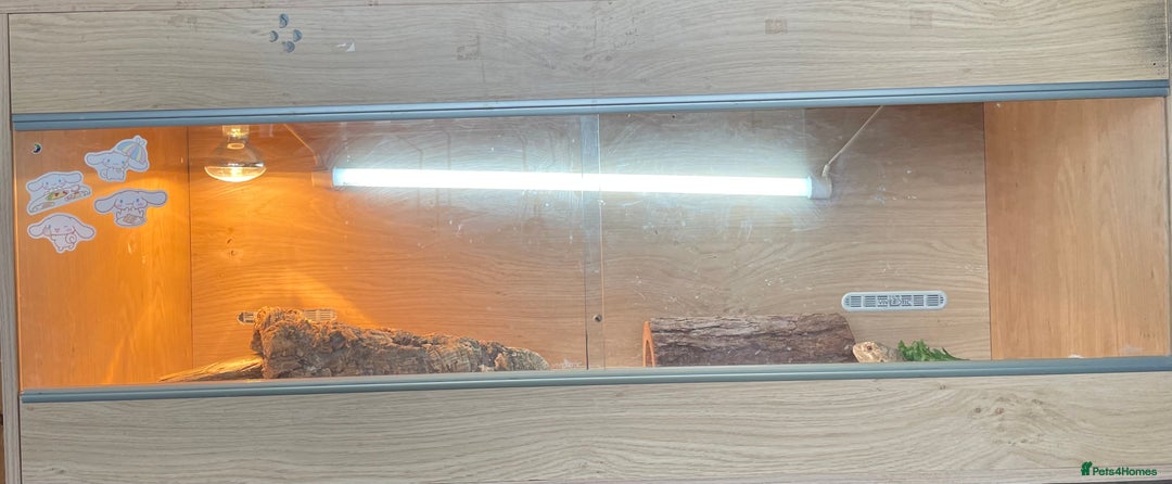 Bearded Dragon reptiles for sale: Bearded dragon and full set up - Image 6