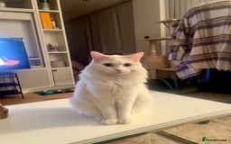 Ragdoll cats for sale: Beautiful Ragdoll - Image 3